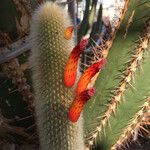 Cleistocactus hyalacanthus Kwiat