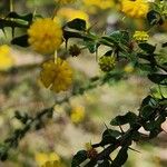 Acacia paradoxa Leaf