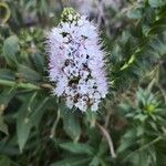 Echium hierrense Flors