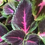 Coleus scutellarioides Leht