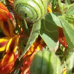 Medicago scutellata Fruto