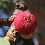 Ficus salicifolia Fruit