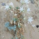 Pancratium maritimum L. Habitat