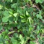 Trigonella foenum-graecum पत्ता