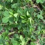 Trigonella foenum-graecum Leaf