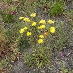 Buphthalmum salicifolium Hábito
