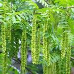 Pterocarya stenoptera Ffrwyth