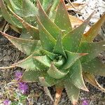 Aloe lateritia Máis