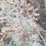 Artemisia thuscula Fruit