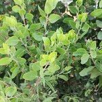 Arctostaphylos manzanita Leaf