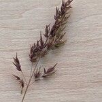 Poa pratensis Bleunienn
