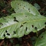 Miconia trinervia Hoja