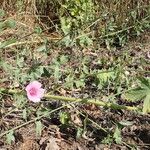 Althaea cannabina Blatt