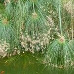 Cyperus papyrus Levél