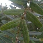 Senna macranthera Leaf