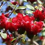 Rhododendron thomsonii Flor