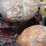 Corymbia ficifolia Fruto