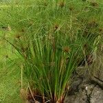 Cyperus papyrusLeaf