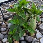 Mirabilis longiflora Leaf