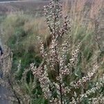 Artemisia vulgarisBlomma