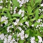 Deutzia crenata ശീലം