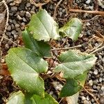 Epimedium franchetii Leaf