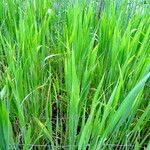 Triticum turgidum Hábito