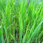 Triticum turgidum Pokrój