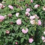 Rosa × damascena Alkat (teljes növény)