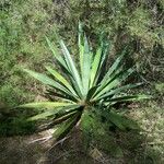 Agave sisalana 整株植物