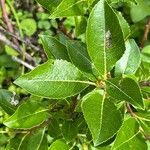 Salix glabra Blad