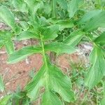 Amorphophallus paeoniifolius 葉