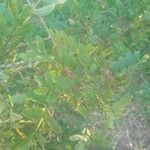 Schinus terebinthifolia Liść