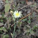 Launaea intybacea Flower