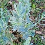 Hertia cheirifolia List