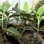 Kalanchoe daigremontiana ശീലം