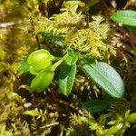 Polygala chamaebuxusFrukt