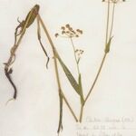 Bupleurum alpigenum অভ্যাস