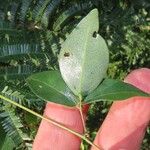 Macrotyloma axillare Leaf