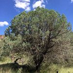 Juniperus deppeana Habit