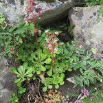 Saxifraga umbrosa Folla