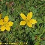 Saxifraga hirculus Hábitos