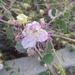 Capparis spinosa花