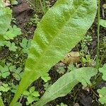 Crepis mollis Blad