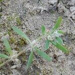 Paronychia arabica Leaf