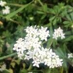 Galium saxatile Λουλούδι