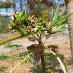 Agave sisalanaFlor