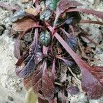 Hieracium venosum Leaf