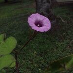 Ipomoea batatas Flors