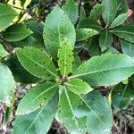 Arbutus andrachne Leaf